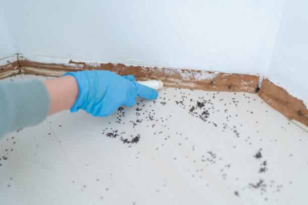 Best Bed Bug Extermination  in China Spring, TX